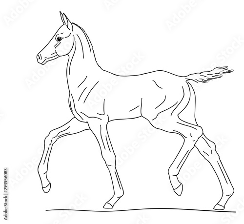 Little colt runs at a trot, vector illustration