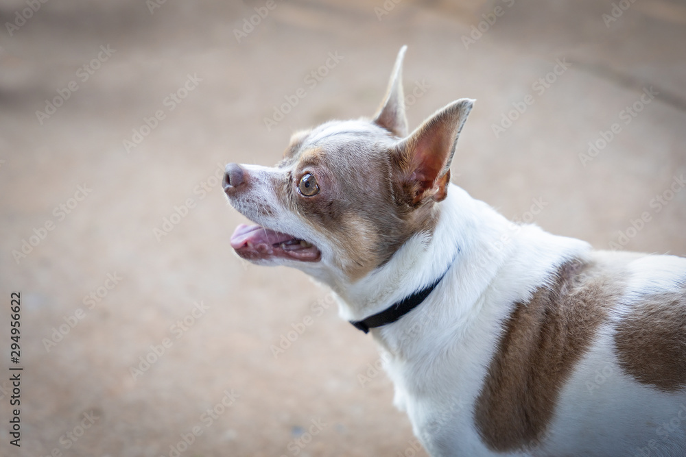 Family Friendly Puppy Chihuahua 