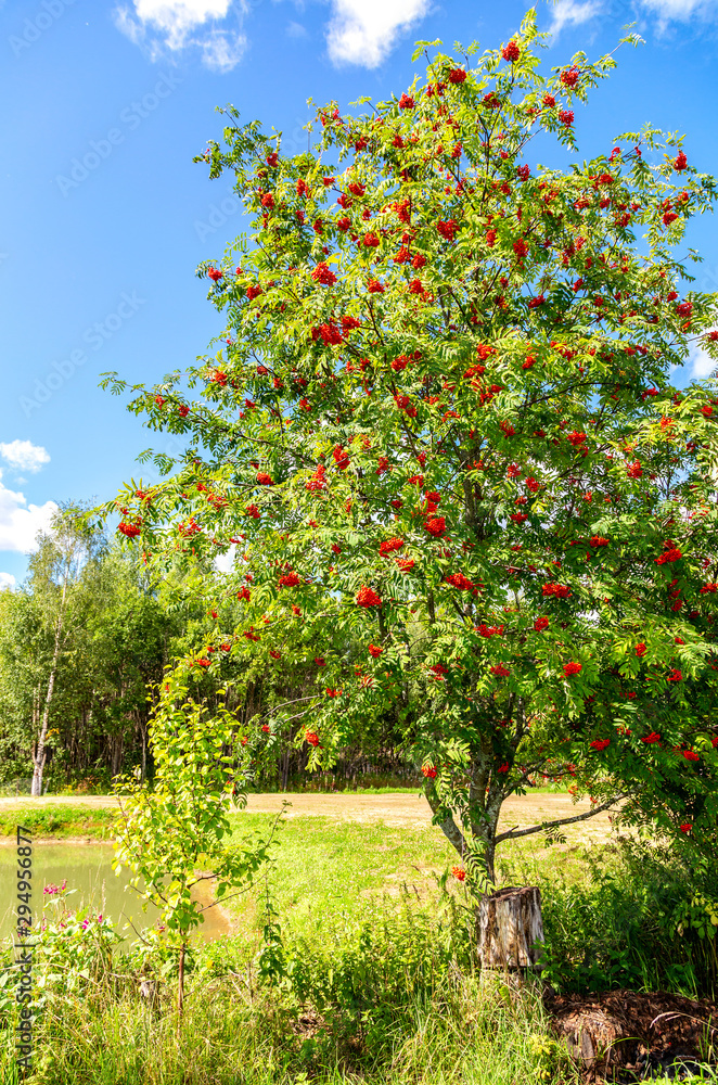 Rowan tree with red bunches berries