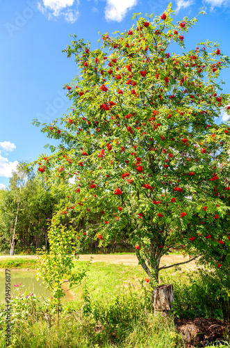 Rowan tree with red bunches berries © Alexandr Blinov