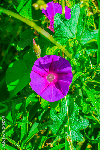 flor de bejuco saliendo entre la hojas  photo