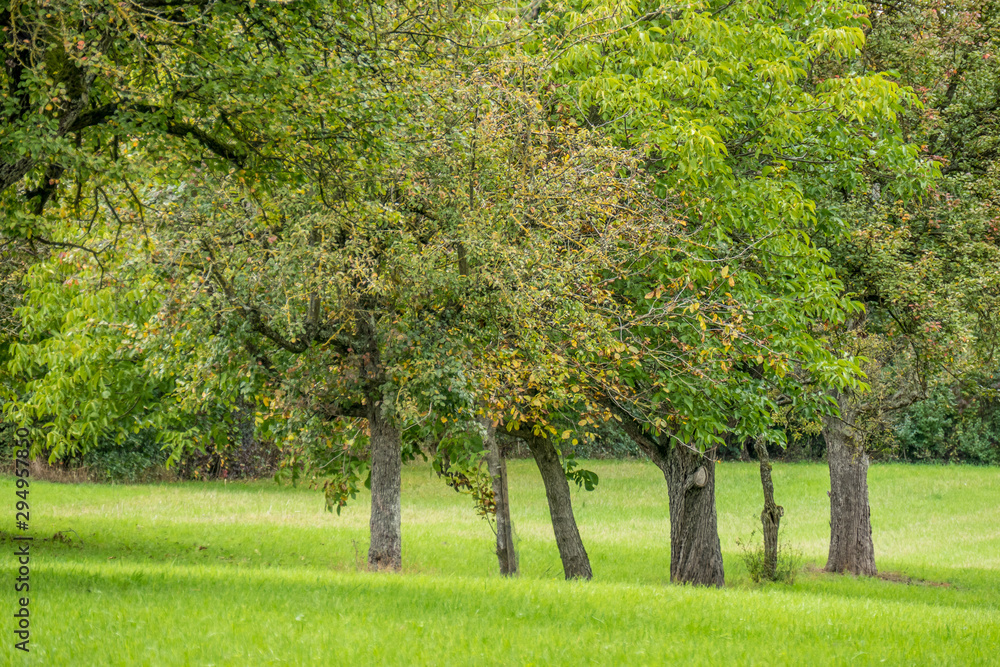 Naklejka premium Baumgrundstück im Herbst