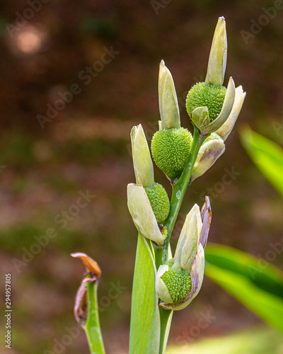 green plant in the garden photo