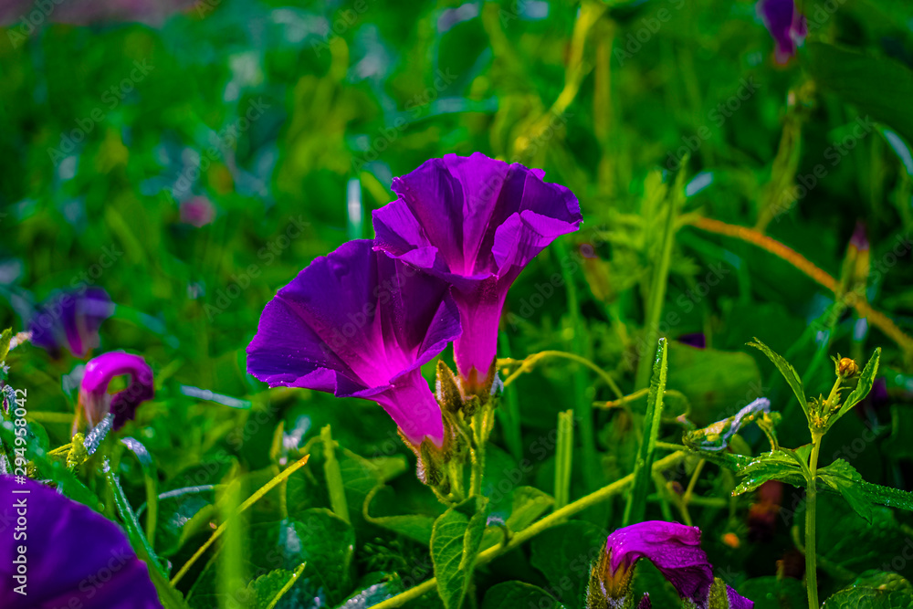 bejuco con flor de forma de campana creciendo y baca ariba hermosa planta  Stock-Foto | Adobe Stock