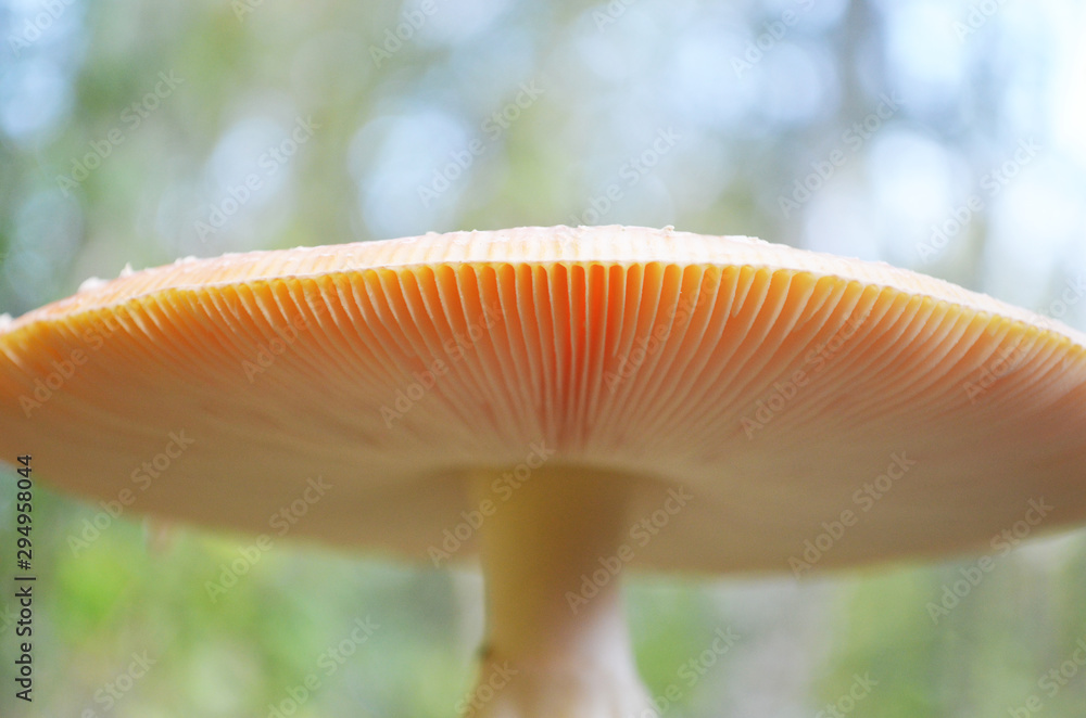 Beautiful light blurred mushroom. View under the fly agaric cap. Autumn seasonal harvest in the forest. Dangerous amanita closeup. Low angle view Beautiful light blurred mushroom. View under the fly agaric cap. Autumn seasonal harvest in the forest. Dangerous amanita closeup. Low angle view
