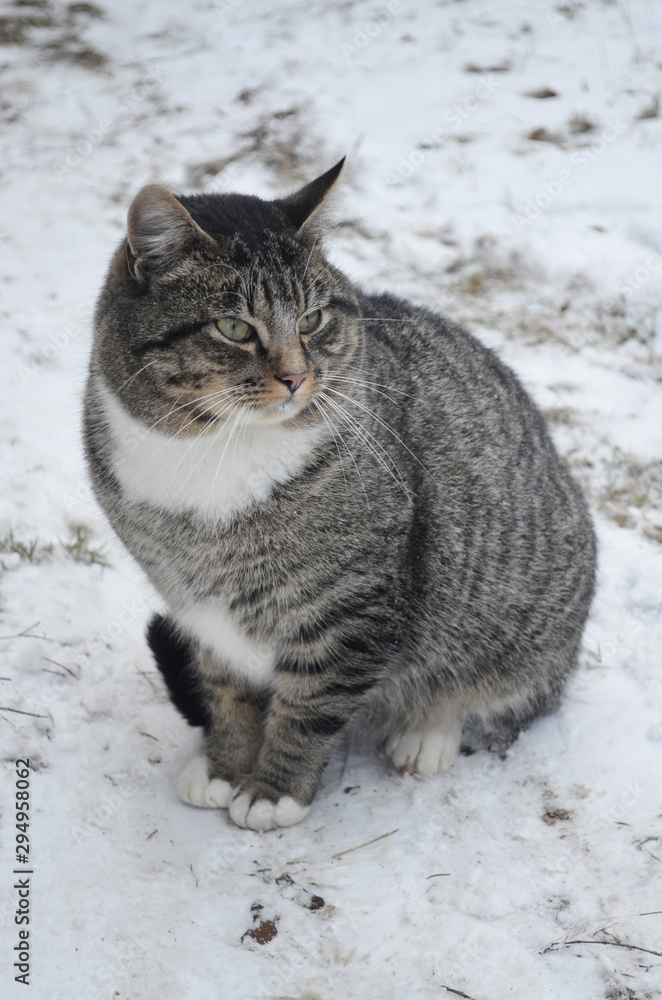 Cute tabby cat sitting on the snow.