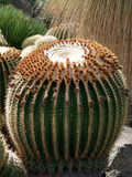Echinocactus grusonii, as known as the golden barrel cactus, golden ball or mother-in-law's cushion, is a well known species of cactus, and is endemic to east-central Mexico.