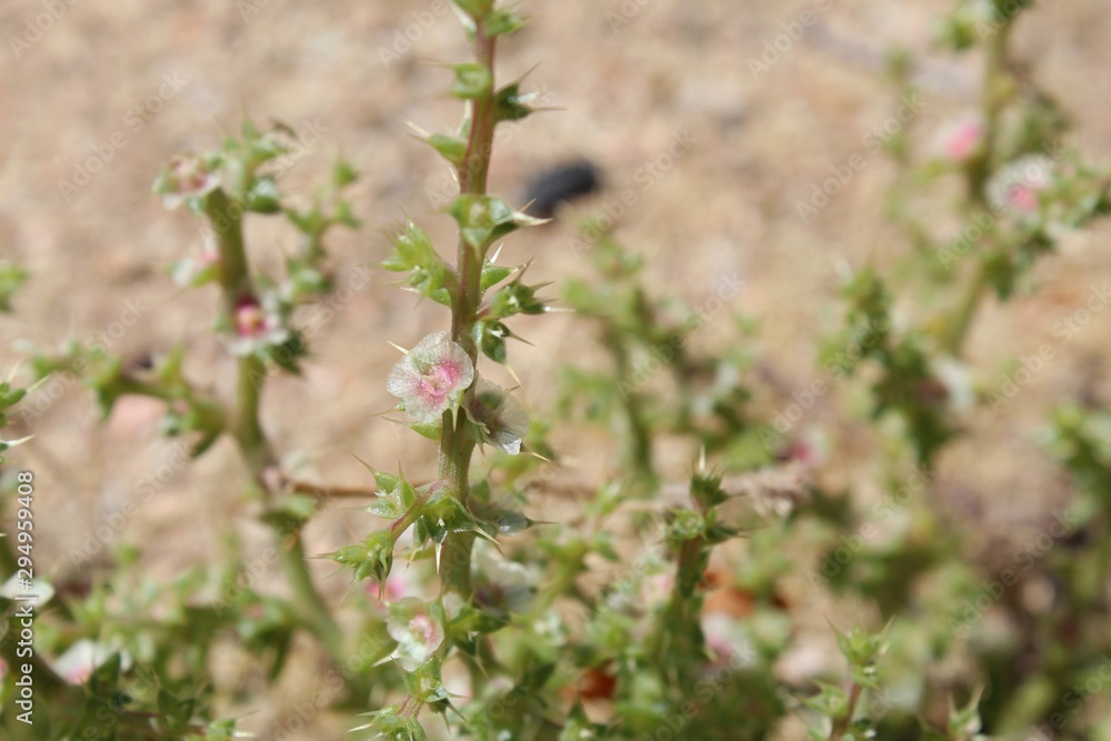 Found throughout the Southern Mojave Desert, including here in the town of Landers, is an invasive plant introduced from Eurasia, known commonly as Russian Thistle, and botanically as Salsola Tragus. Found throughout the Southern Mojave Desert, including here in the town of Landers, is an invasive plant introduced from Eurasia, known commonly as Russian Thistle, and botanically as Salsola Tragus.