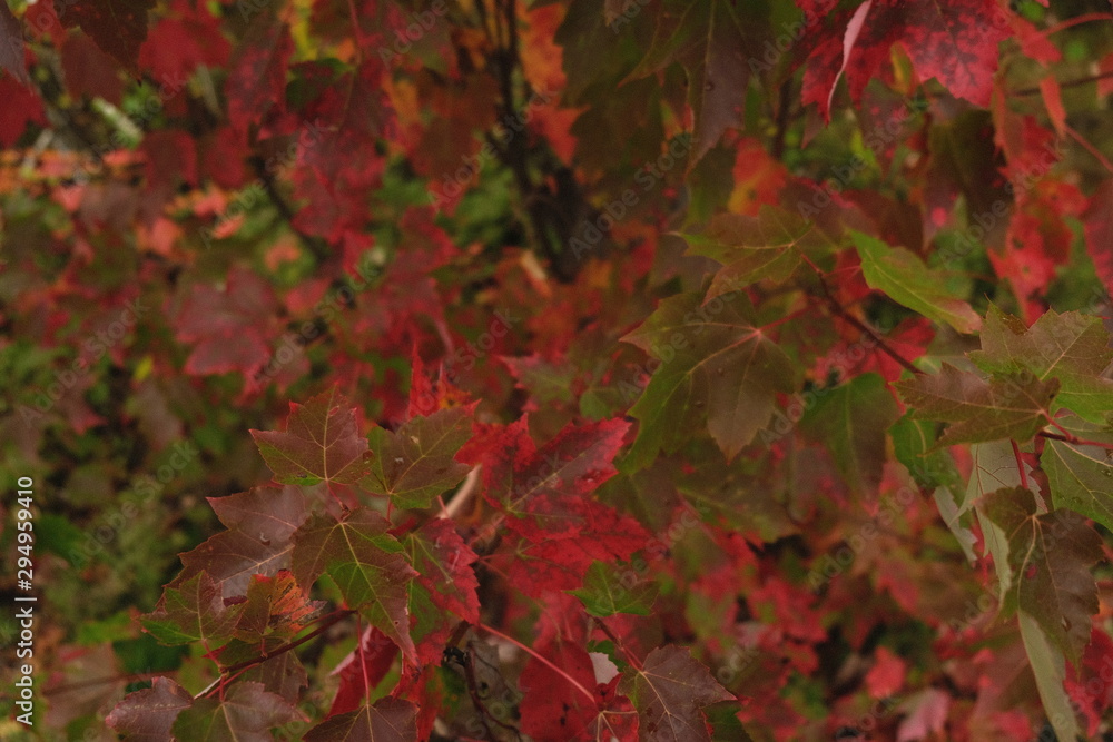 Fototapeta premium fall