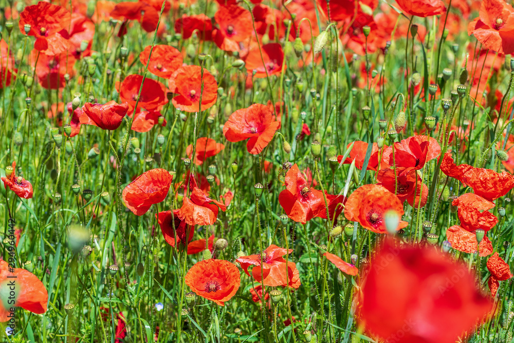 Fototapeta premium Red fresh tender poppies in the field.