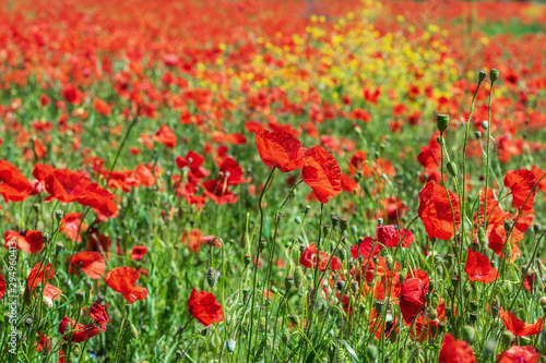 Background of red fresh poppies.