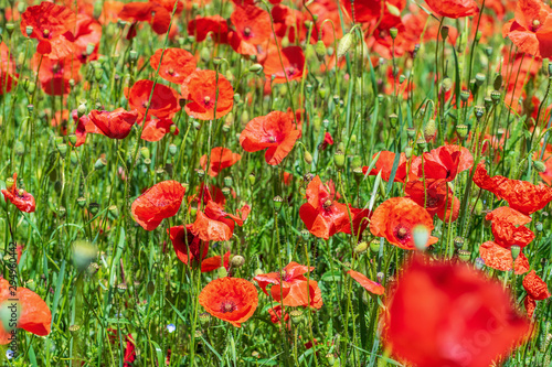 Red fresh tender poppies in the field.