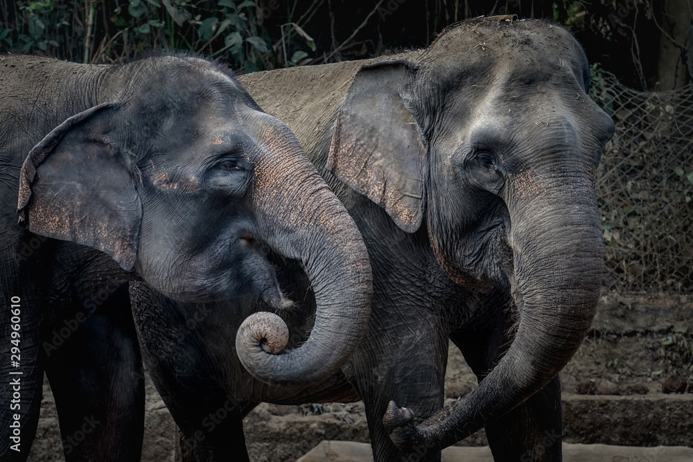 Fototapeta premium Two elephants are enjoying their day together. In Indonesia, elephants are found on the island of Sumatra. Elephants in Indonesia are included in the type of Asian elephant