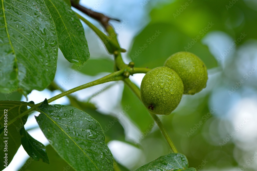 Vitamins are food for vegetarians. Green walnuts on a tree. Vitamins are food for vegetarians. Green walnuts on a tree.