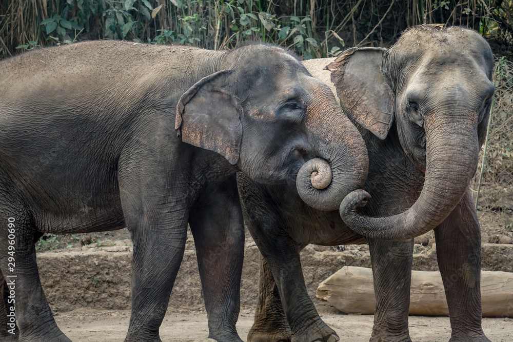 Fototapeta premium Two elephants are enjoying their day together. In Indonesia, elephants are found on the island of Sumatra. Elephants in Indonesia are included in the type of Asian elephant
