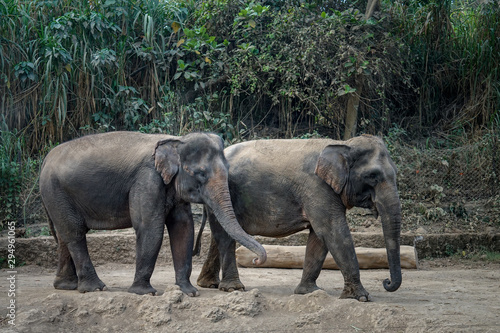 Canvas Print Two elephants are enjoying their day together