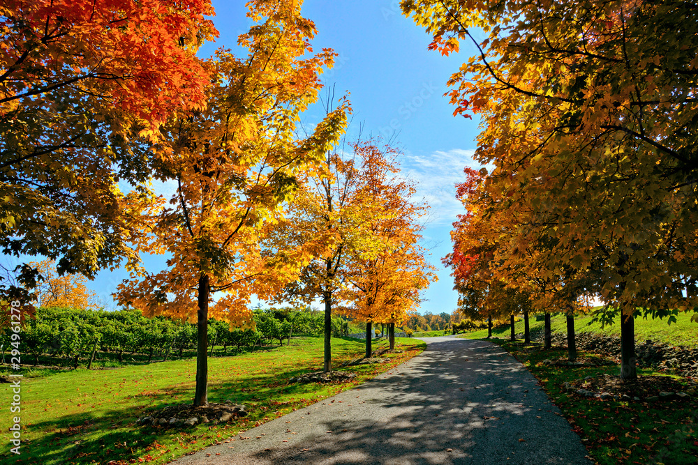 Colorful fall maple trees lining a road through vineyards in the Niagara wine region of Ontario, Canada