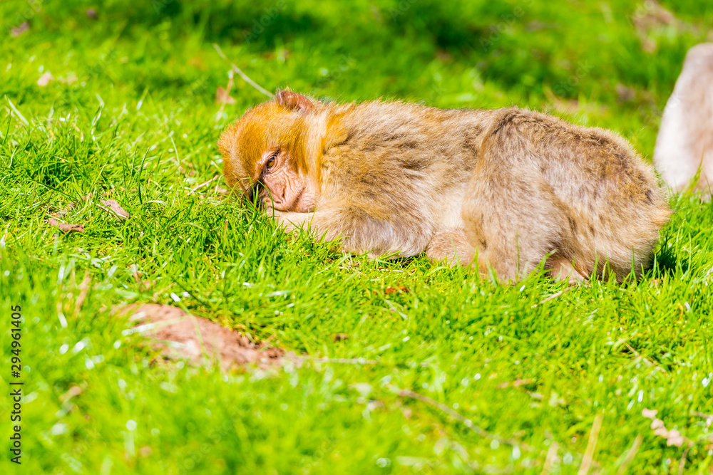 Barbary macaque monkey in zoo on a sunny summer day.