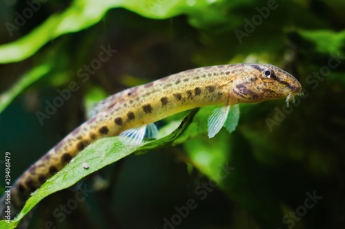 Foto Cobitis taenia, weather spined loach, wide-spread little freshwater fish in Euro