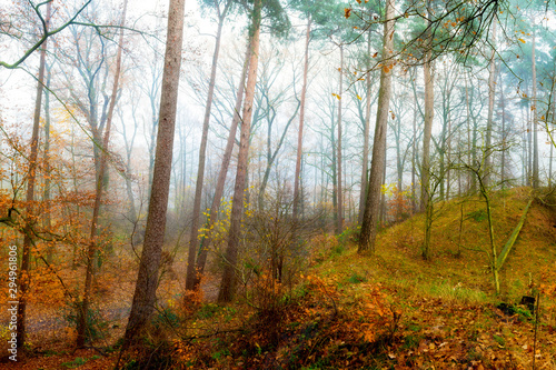 An autumnal forest with trees fading in the fog in the background