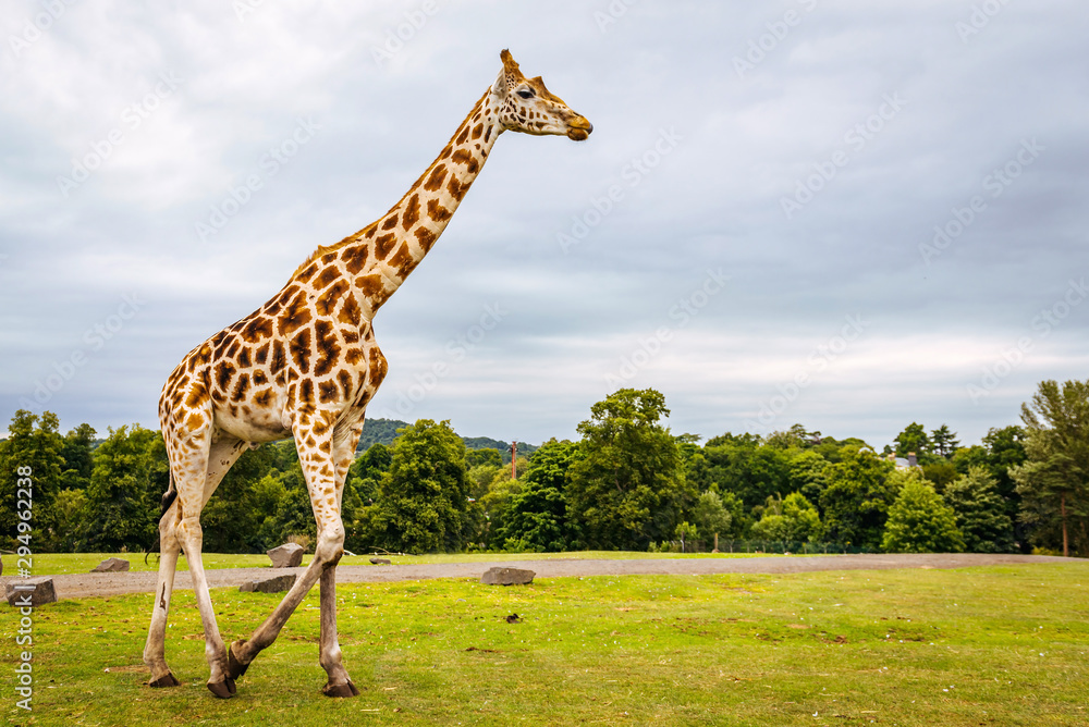 Naklejka premium giraffe in south africa safari