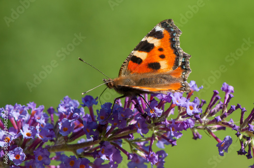 Seitenansicht Nymphalis urticae auf Buddeleia photo