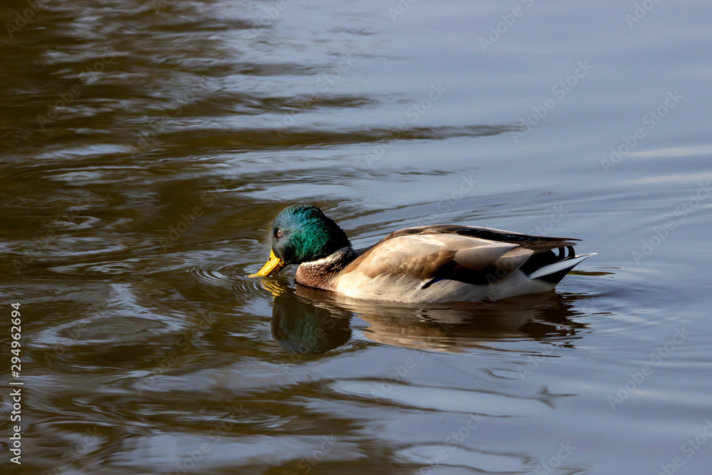 Obraz premium Wild ducks afloat in the pond.