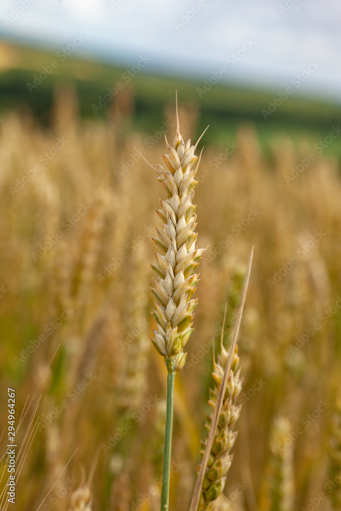 Ripe spikelet wheat close-up on a blurred background of a wheat field.