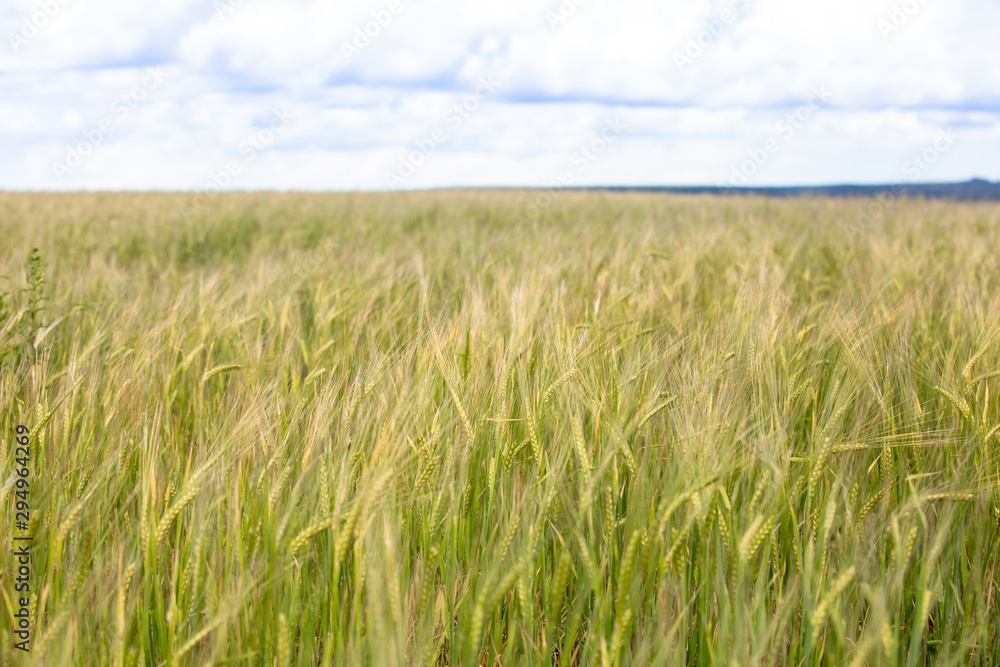 Wheat field as a background.