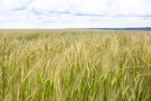 Wheat field as a background.