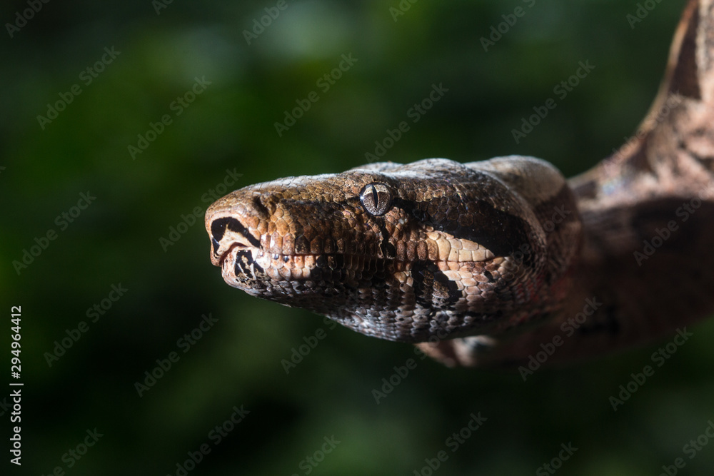 Naklejka premium Cobra