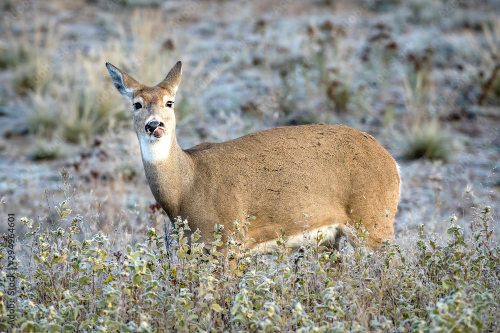 Fototapeta premium Side profile of deer with tongue sticking out.