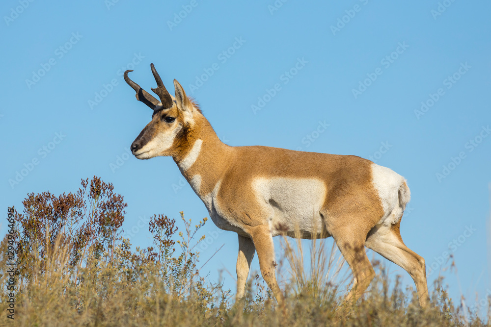 Antelope stands behind brush. Antelope stands behind brush.