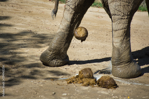 Photography African elephant deification