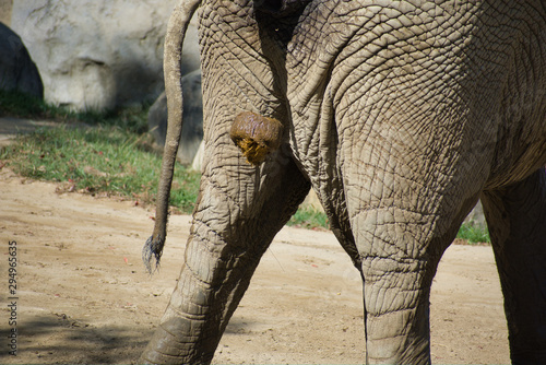 Photography African elephant deification
