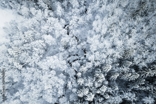Winter landscape  snowy forest on a sunny day. Sigulda  Latvia.