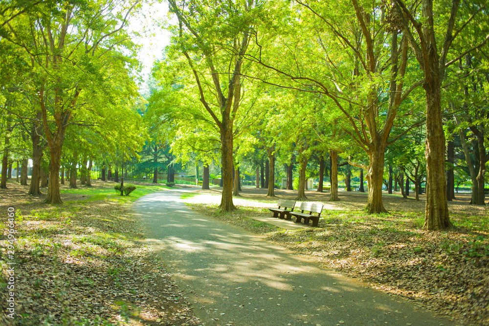 park path and bench