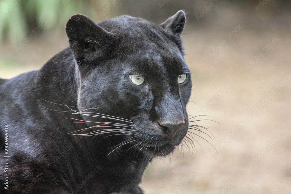 Gros chat