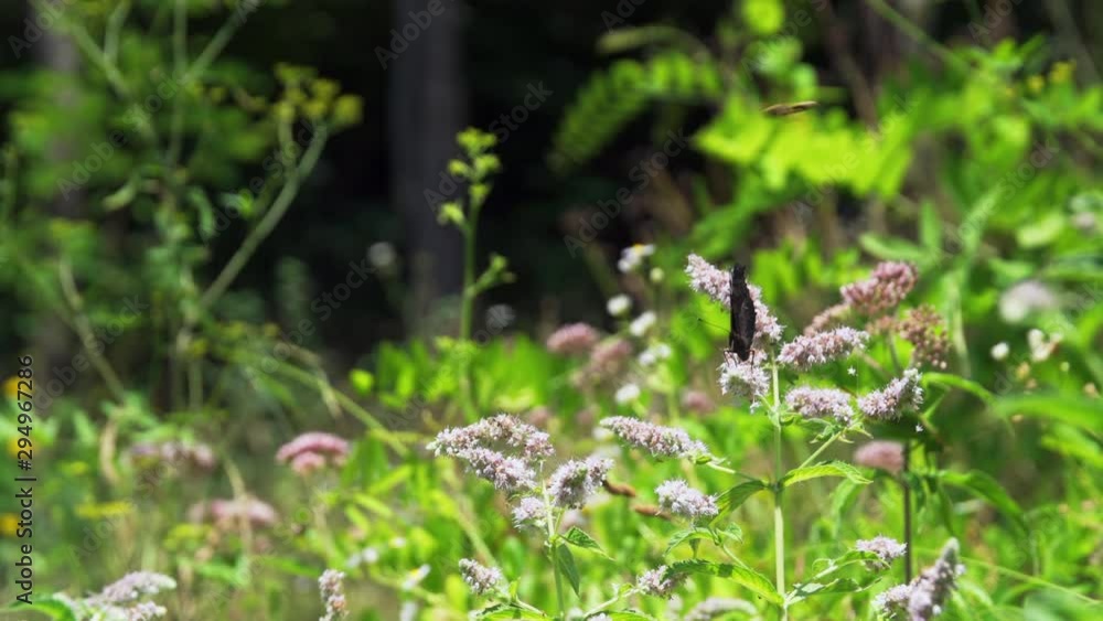 Single Peacock Butterfly feeding on flowers, other insect flying, static Single Peacock Butterfly feeding on flowers, other insect flying, static