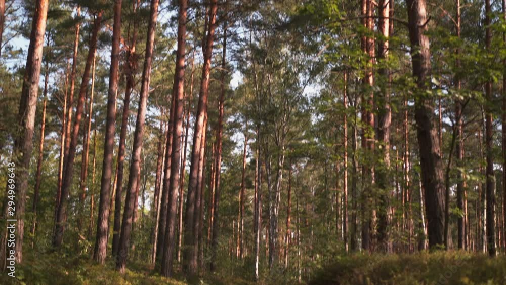 camera tilting down and moving along a lonely road in a forest camera tilting down and moving along a lonely road in a forest