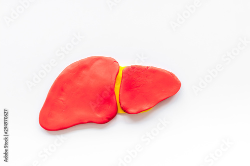 Liver studying and working. Organ on white background top view photo