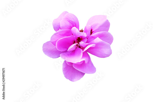 pink Pelargonium graveolens flower, single blossom with clipping path in white background