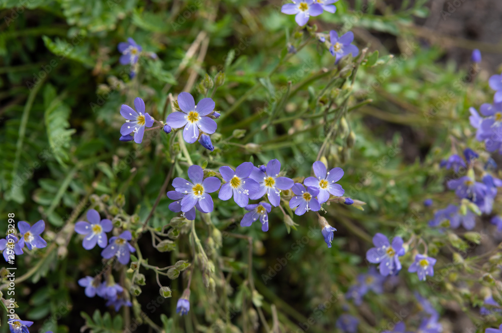 Fototapeta premium Small Purple Wildflowers in Wyoming