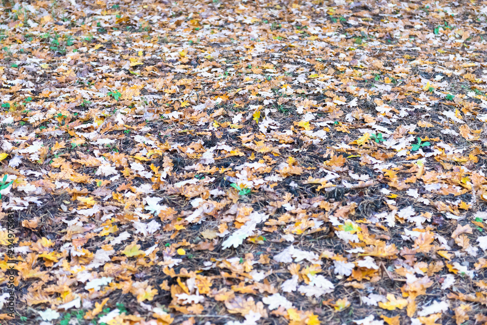 Autumn in the oak forest. Oak leaves carpet the ground.