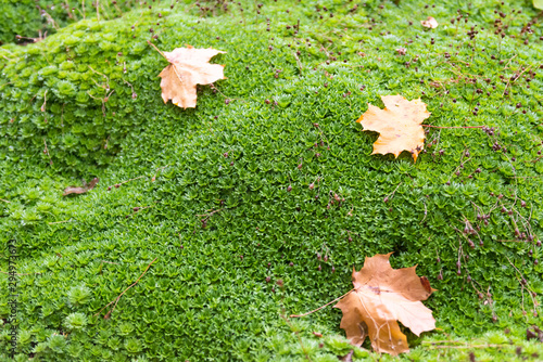 Tableau sur toile Saxifrage in autumn