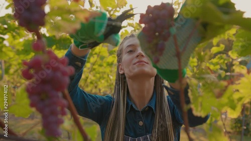 Young farmer woman picking grapes on the vineyard during vine harvest on a lovely sunny autumn day agriculture farm industry vine field food fresh fruit green grow hands worker slow motion