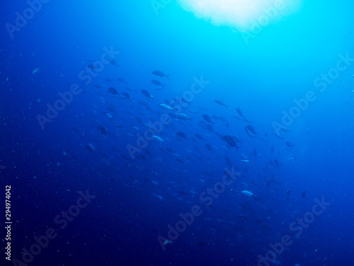 Wallpaper Mural パラオ_ペリリュー_スキューバダイビング Torontodigital.ca