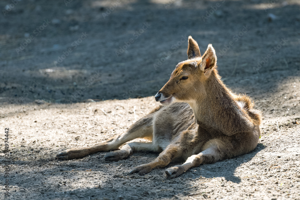 Young deer sleeping on ground Young deer sleeping on ground