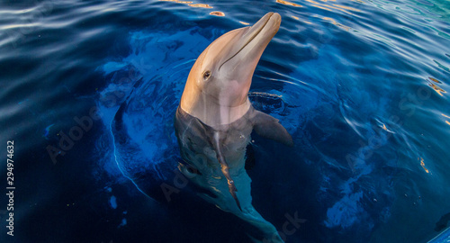 Fotografia, Obraz One Dolphin