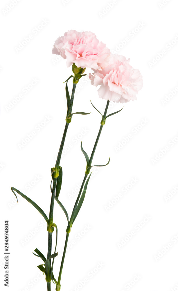 carnation flower isolated